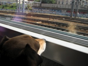 Bodie on the Thalys train - Leaving Paris
