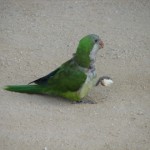 Parrot in the Park, Barcelona