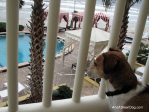 Bodie at The Shores Resort and Spa
