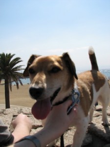 Bodie at the beach in Barcelona
